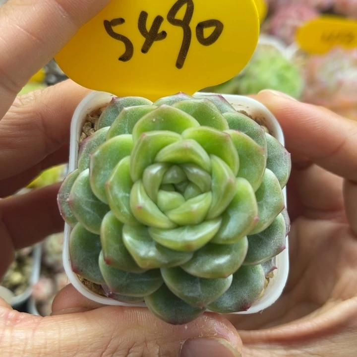 独家x7珍妮单头5490