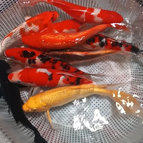 锦鲤11条包邮开箱包活到家