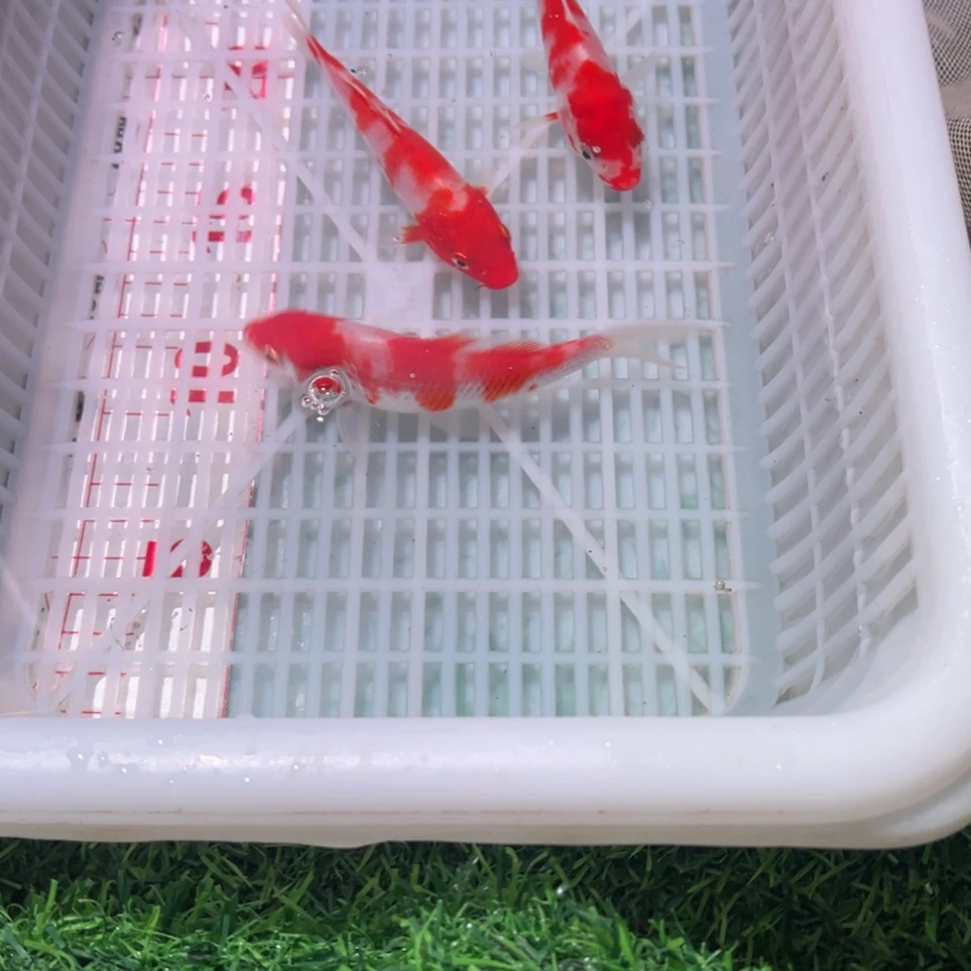 锦鲤锦鲤观赏鱼666