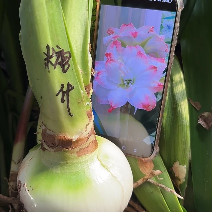 无花朵糖果黛丝10左右大单球