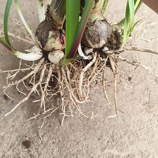 完全开放帝卡荣耀坨坨两颗