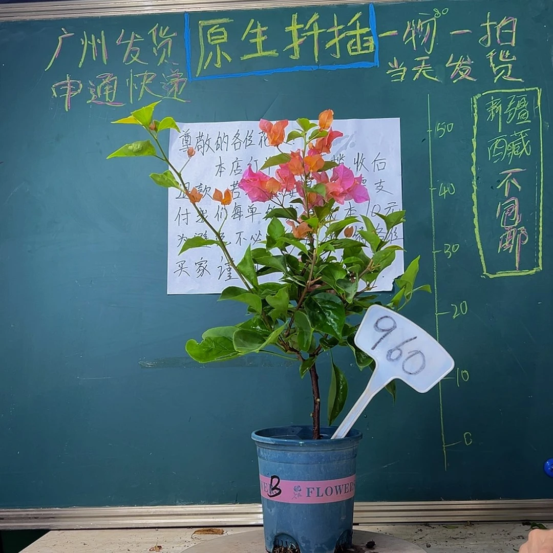 当前无花栽培后可以开花 波伊斯玫瑰 960