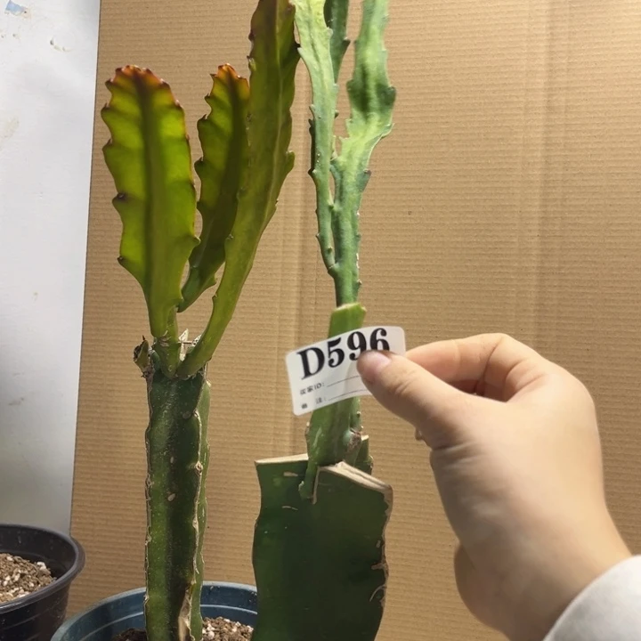 当前无花栽培后可以开花596