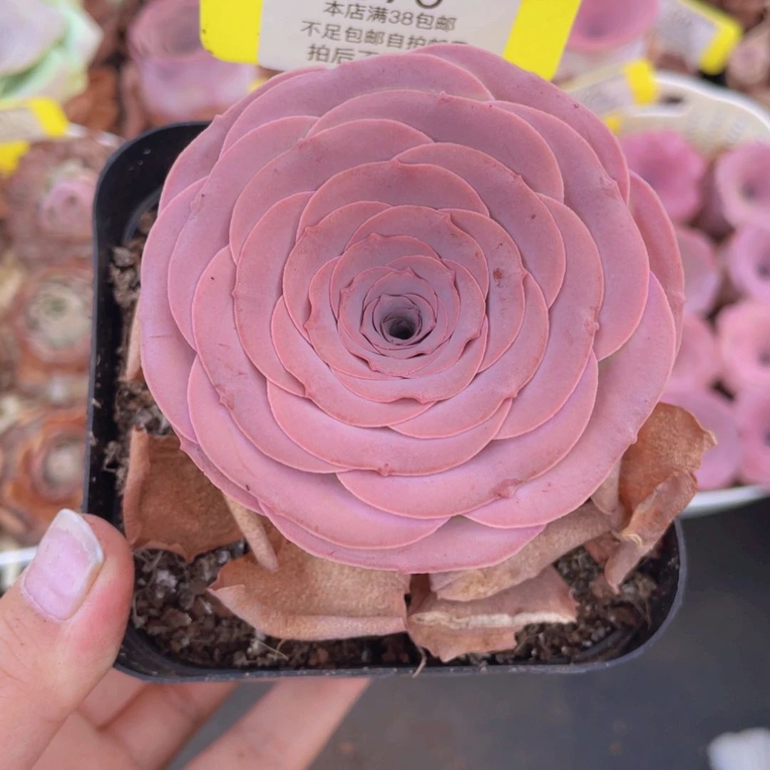 山地玫瑰570满38包邮裸根发货