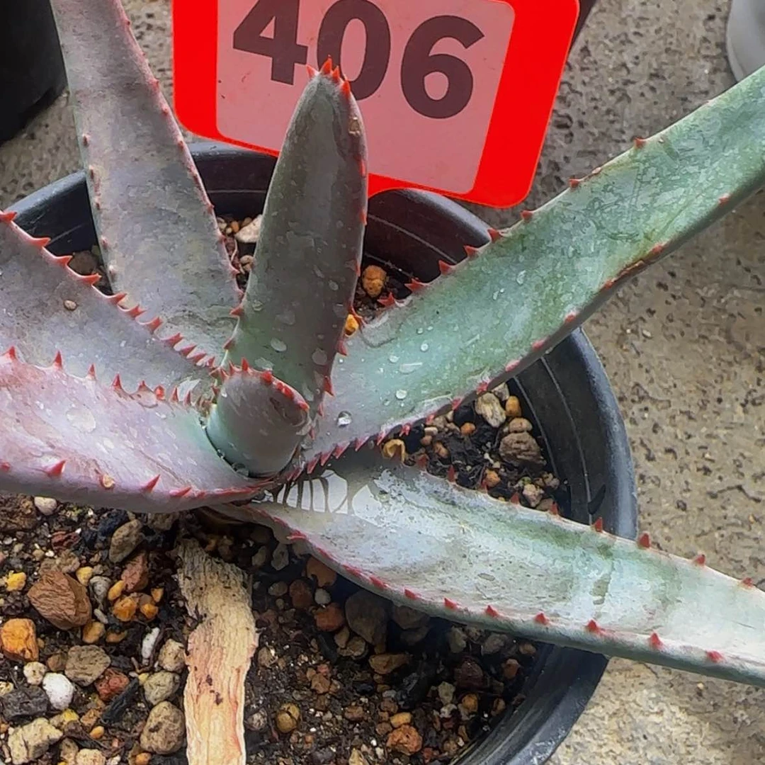 【闪购商品】随**安块根植物