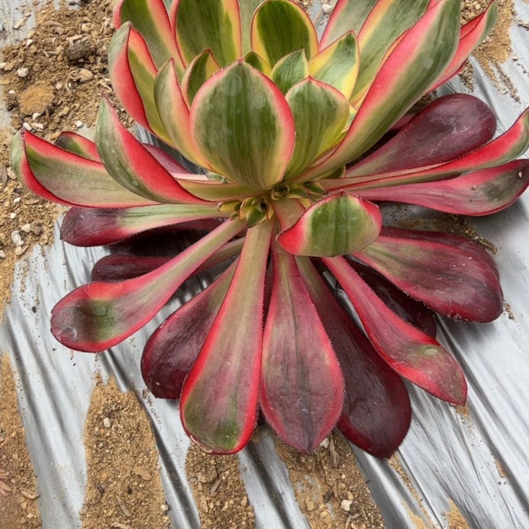 1268烈焰。多肉植物