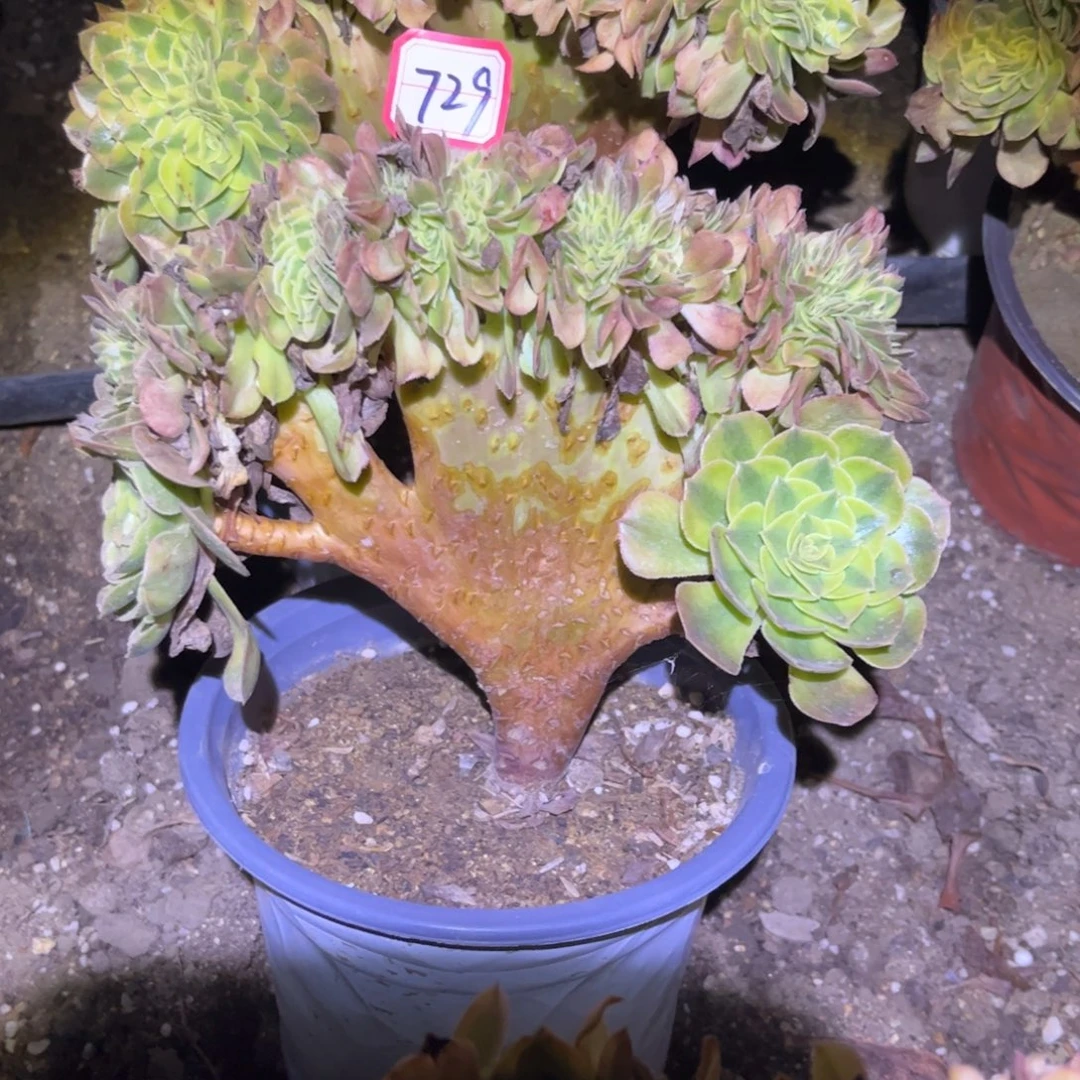 729多肉植物雨荷缀化