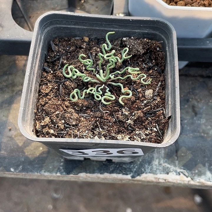 336方便面弹簧草，