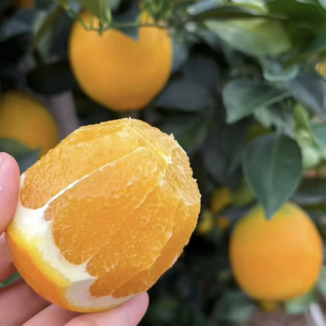 江西安远赣南脐橙手剥橙香甜爆汁源产地直发现采现发【10斤中果】