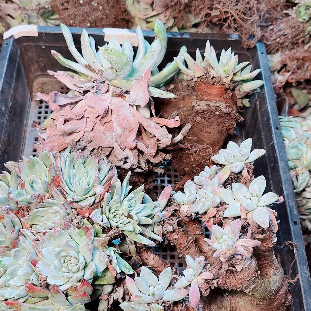 9377瑕疵框拍不售后