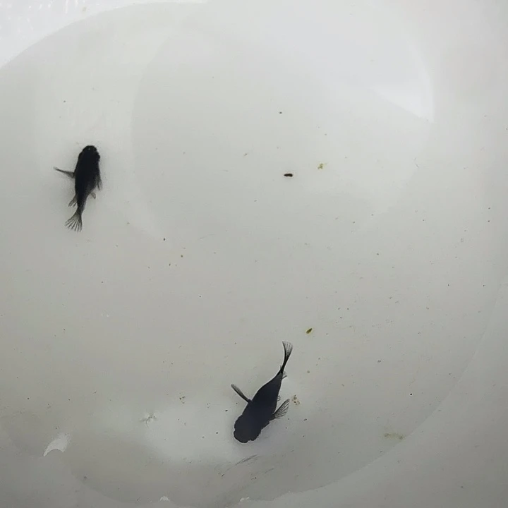 青鳉81号大蛇球球一组