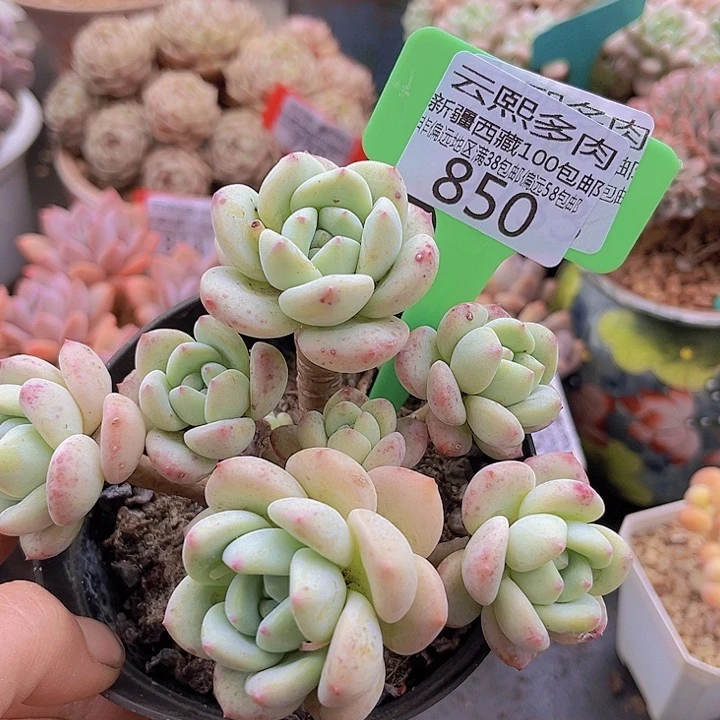 850望舒。                