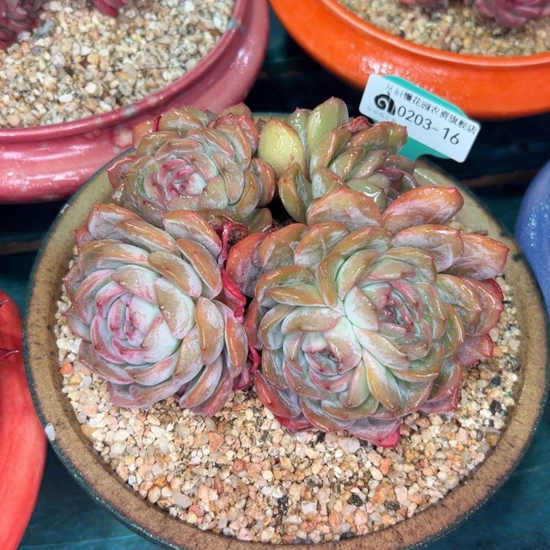 多肉一物一拍0203-16