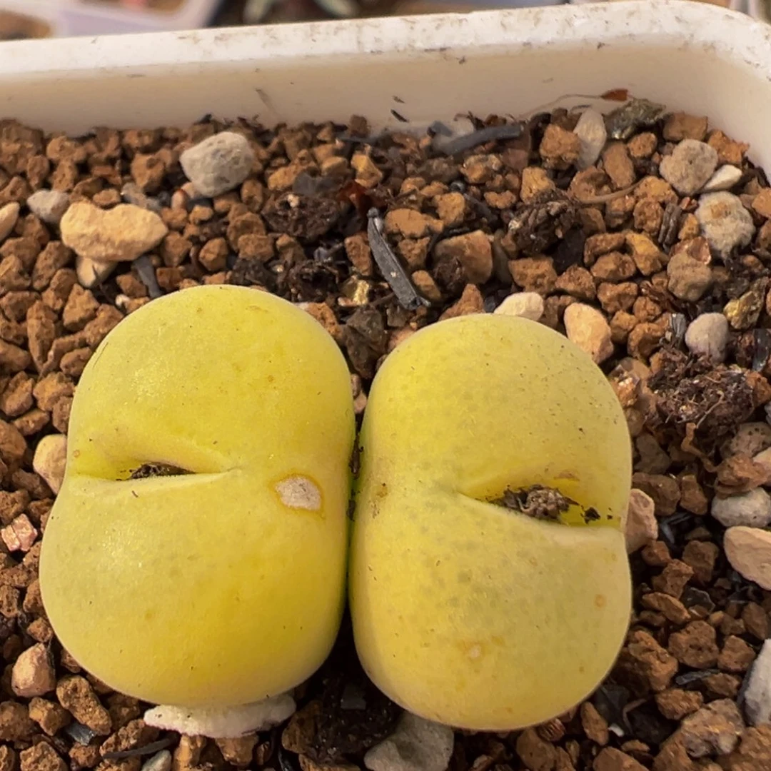 198多肉植物百科植物