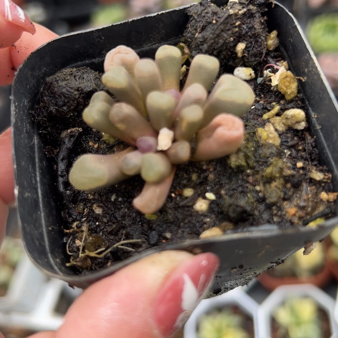 多肉植物开花光玉