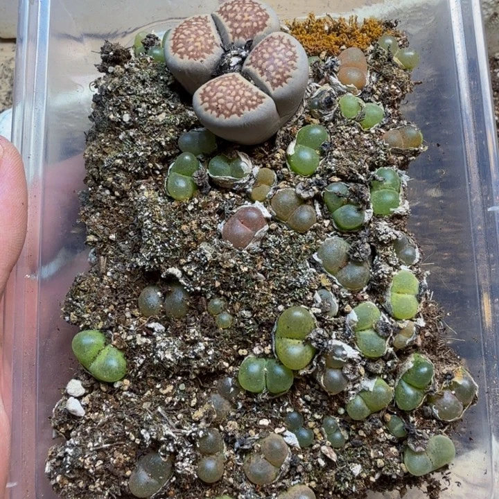 多肉植物的生长发育115