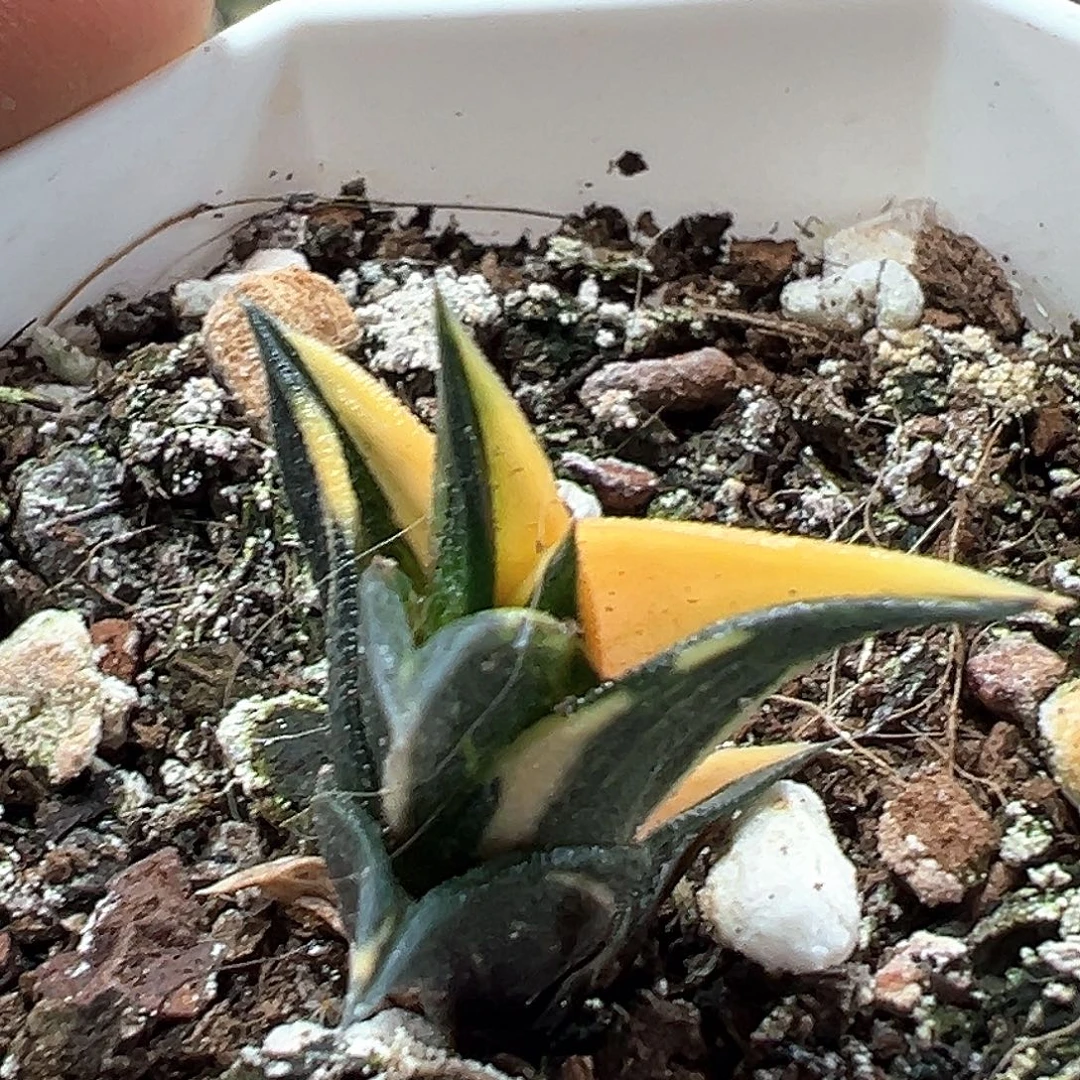 龙塔锦 小方花圃一单包邮非偏远