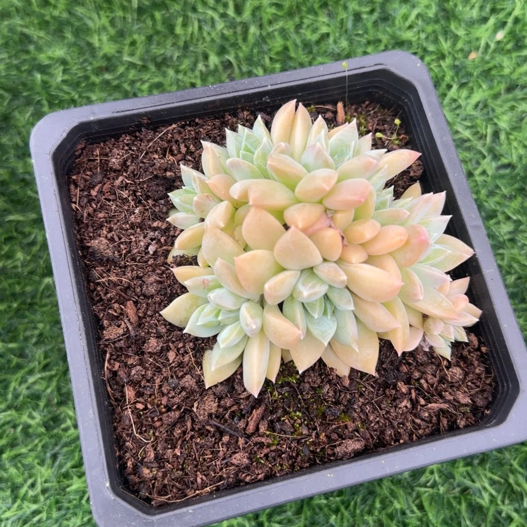 多肉植物一物一拍