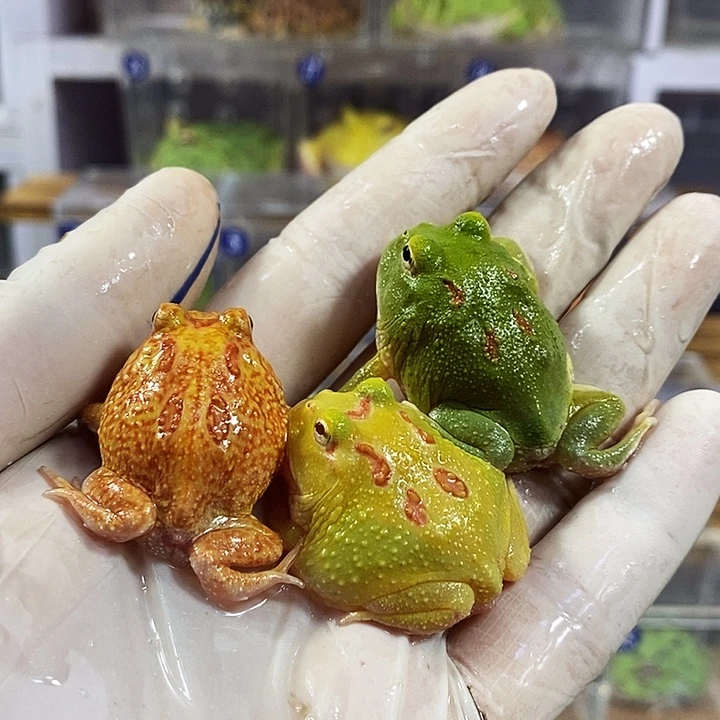 角蛙384号福利信号灯组合角蛙