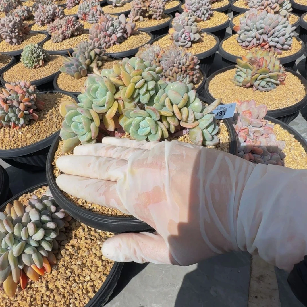 人**琳j j j j j j j j j j 31