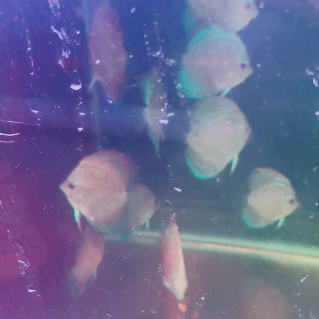 七彩神仙鱼老虎狗七彩神仙鱼