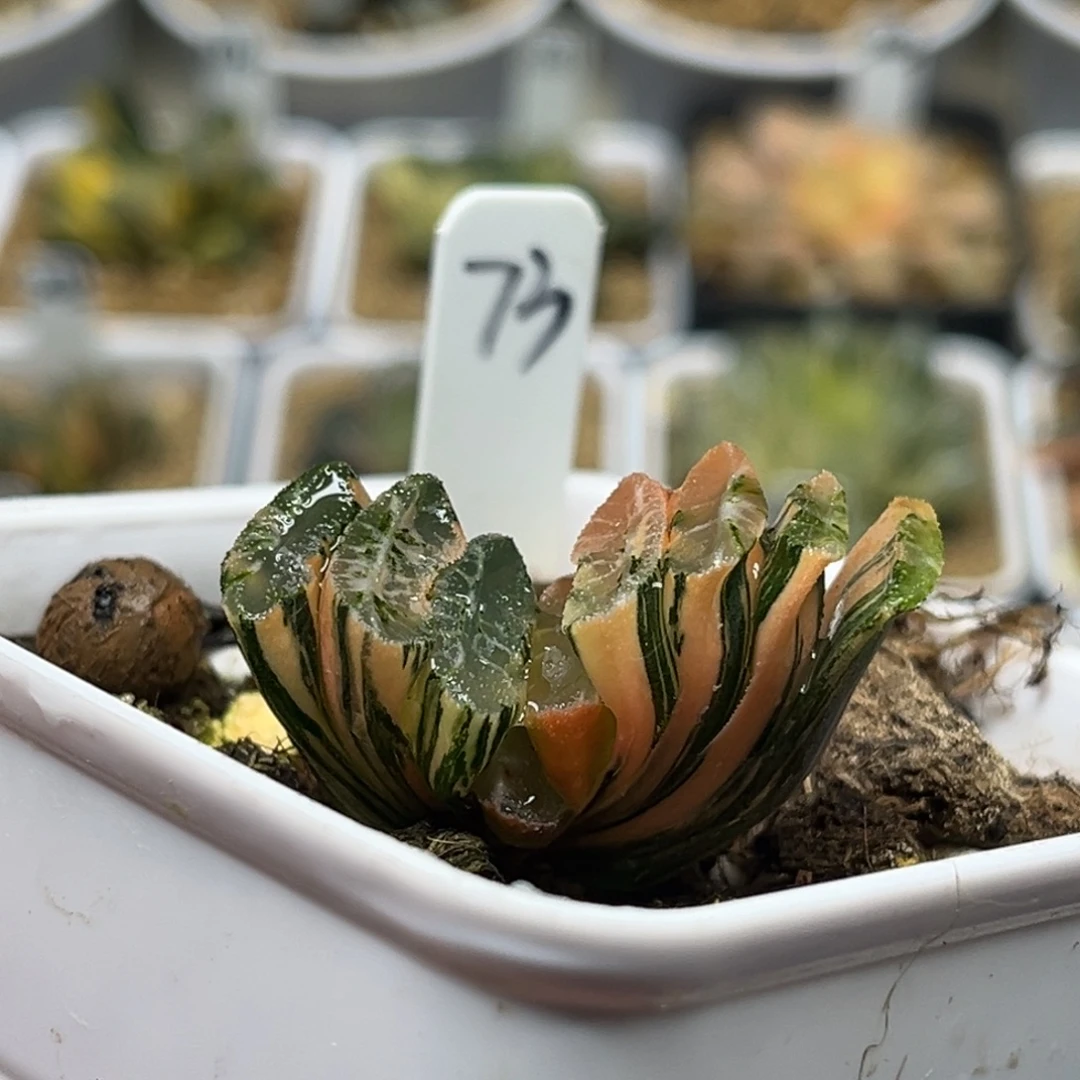 73电影玉扇锦（根不好介意勿拍）福利专场