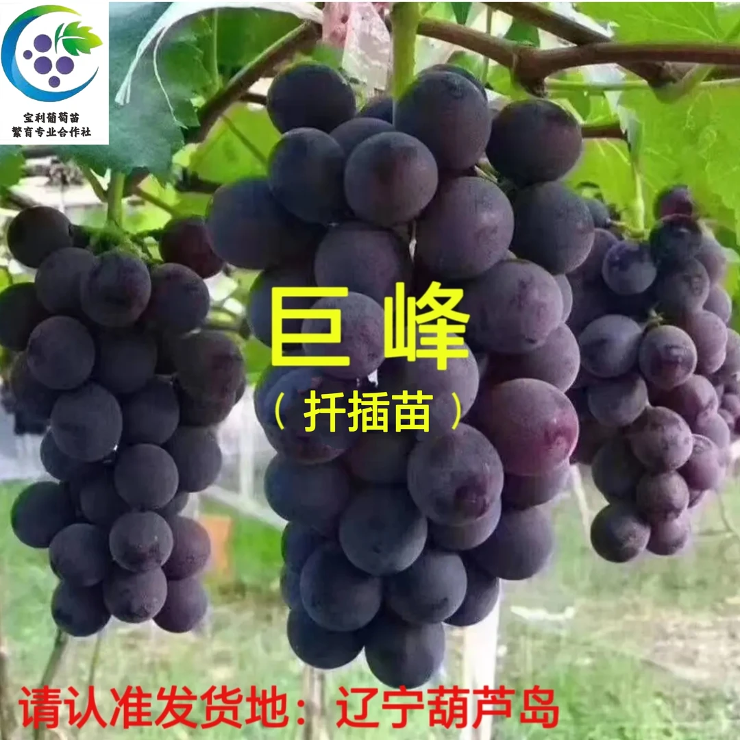巨峰扦插苗（一年苗 ）