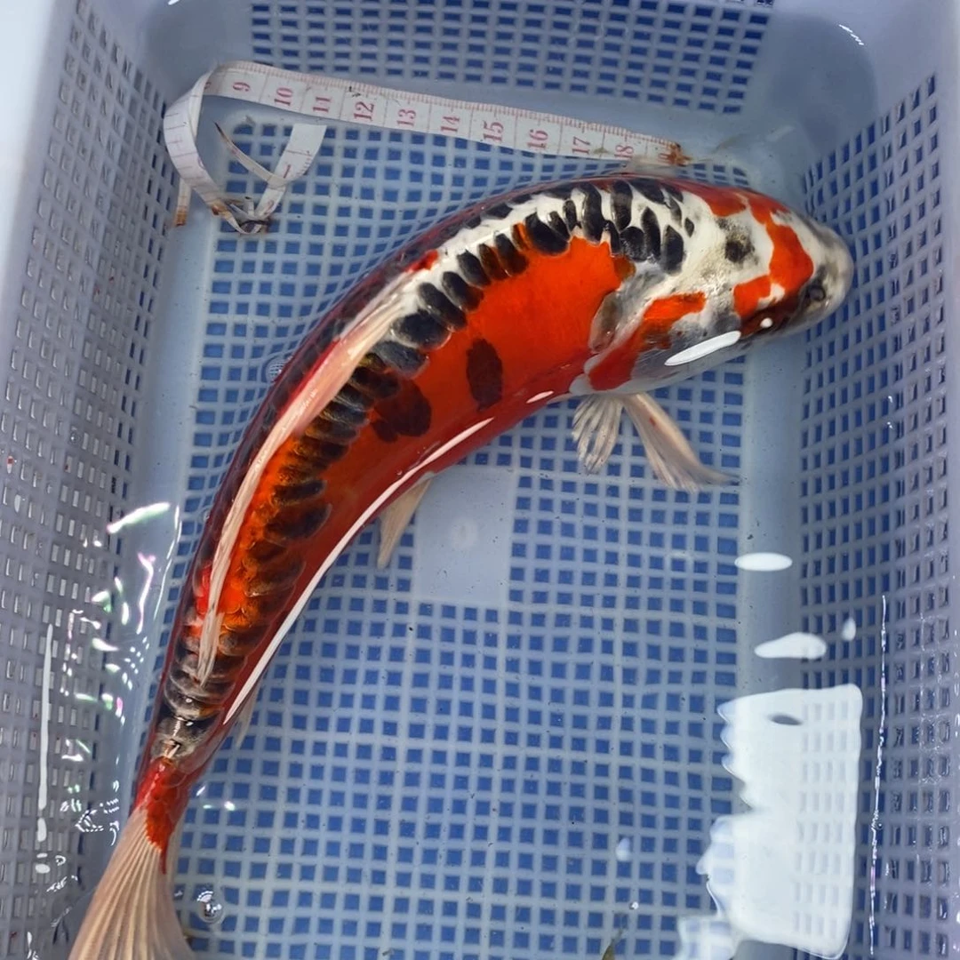 锦鲤冷水锦鲤包邮