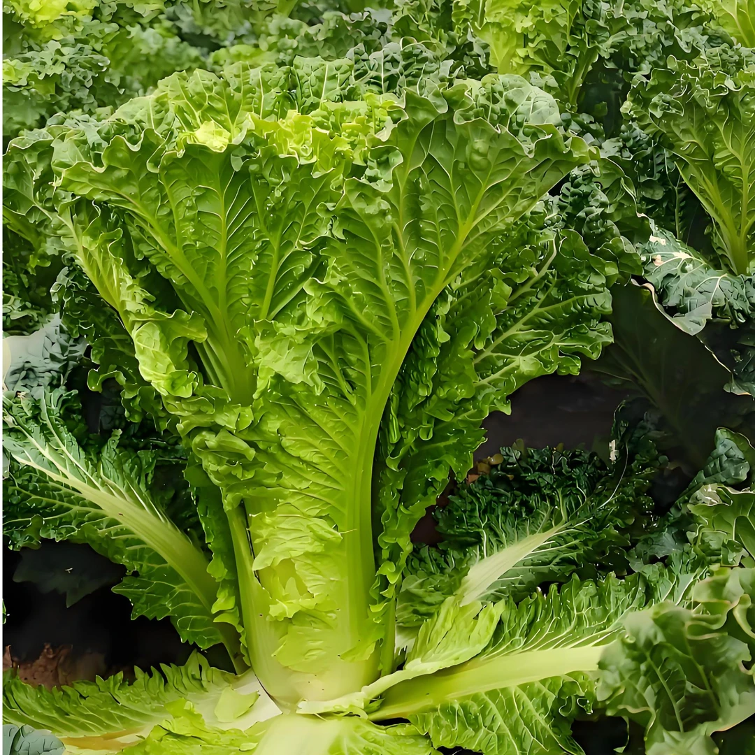 贵州高山露天种植青口白大白菜青麻叶菜新鲜采摘无污染绿色蔬菜