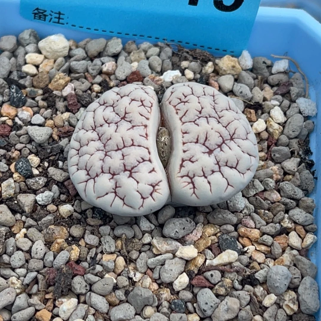 7749白底红纹189一颗