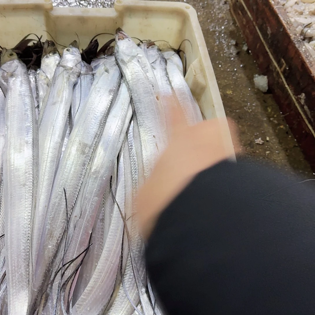 中国大陆渤海湾野生刀鱼刚刚回船