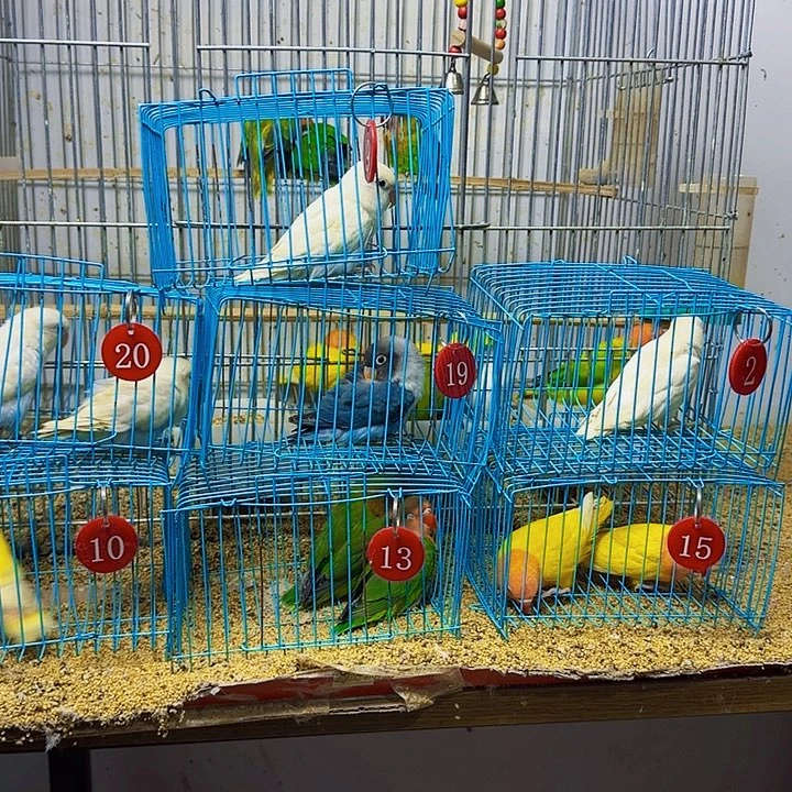 用***5桃脸牡丹鹦鹉白玉一只