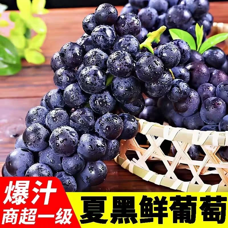 新鲜现采夏黑葡萄产地直发