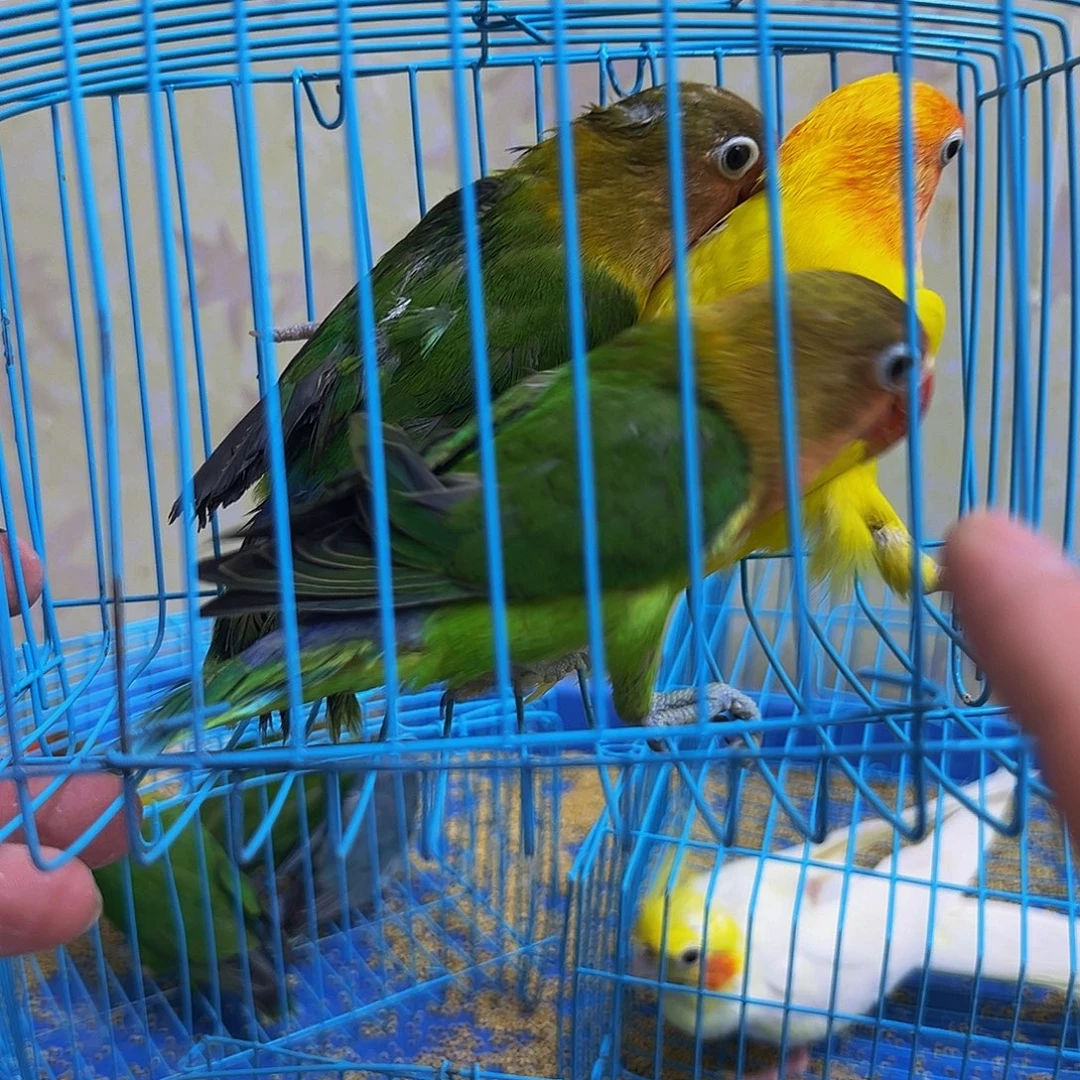 玄凤鹦鹉/鸡尾鹦鹉单眼伤风3只76