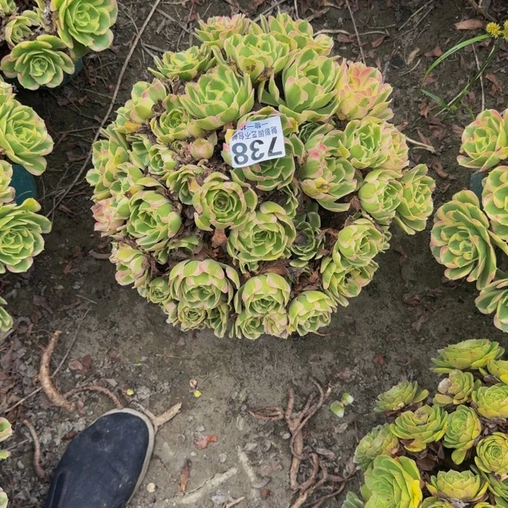 白凤花29-37包邮花花