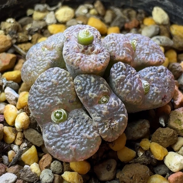 59号7头泡泡勋章一物一拍