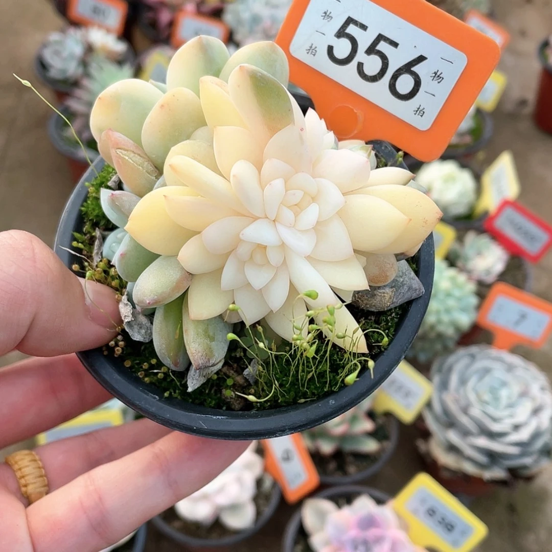 【闪购商品】556底坐