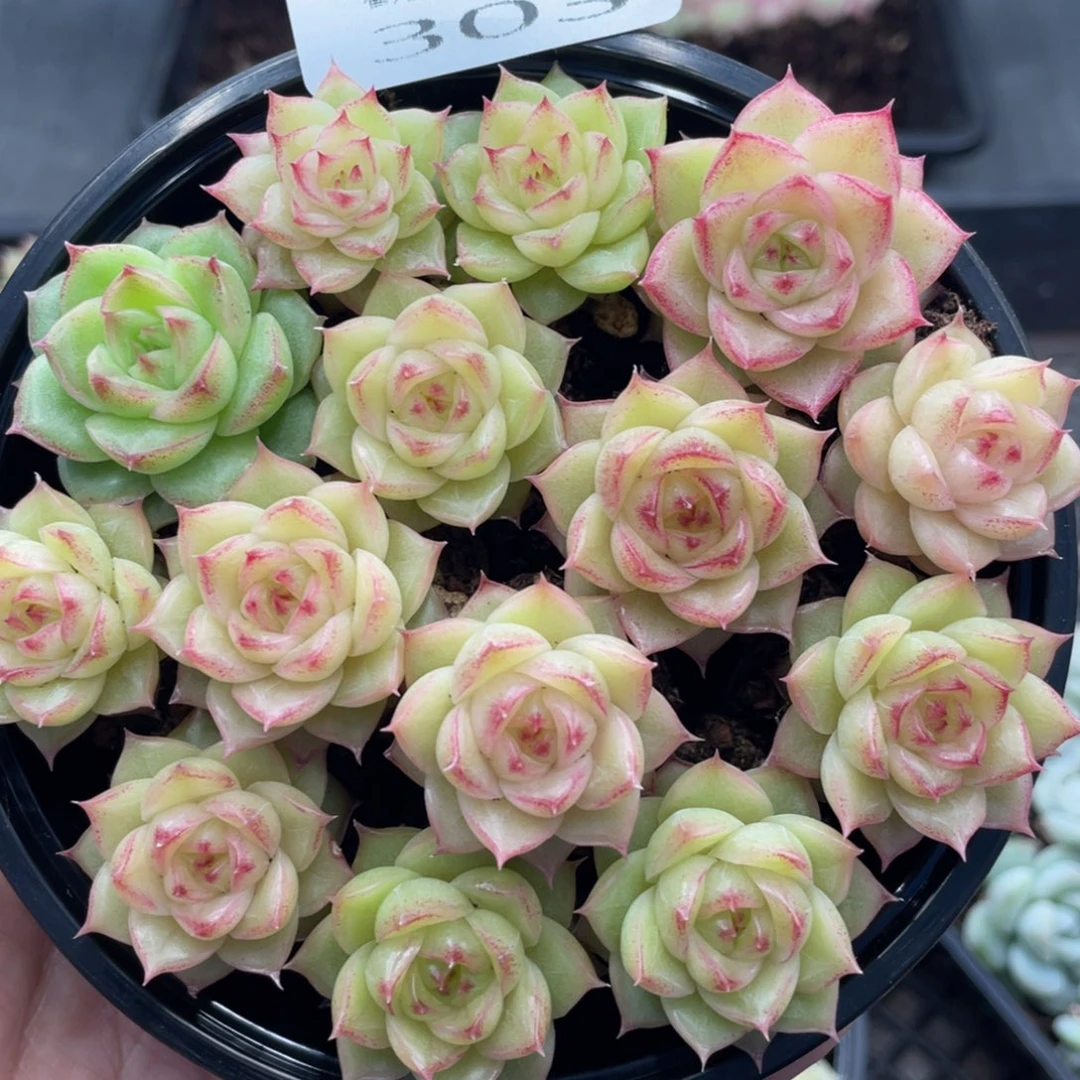 糕大上多肉植物303