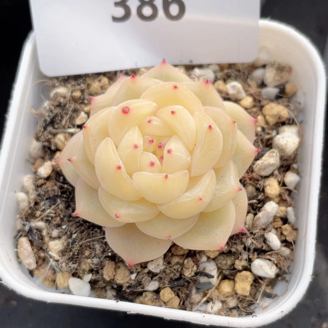 -*言386号糖心冰心珍妮