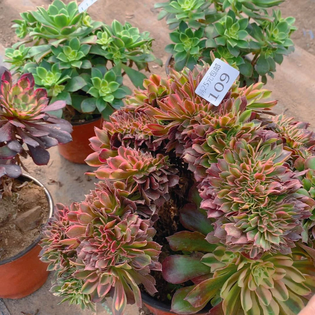 109雅典娜缀化多肉植物