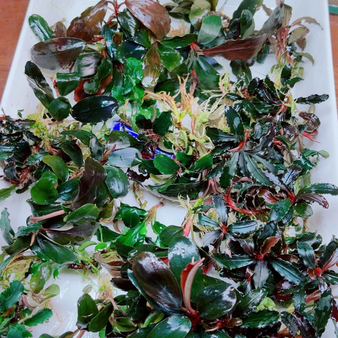 美小呆哇塞套餐一份