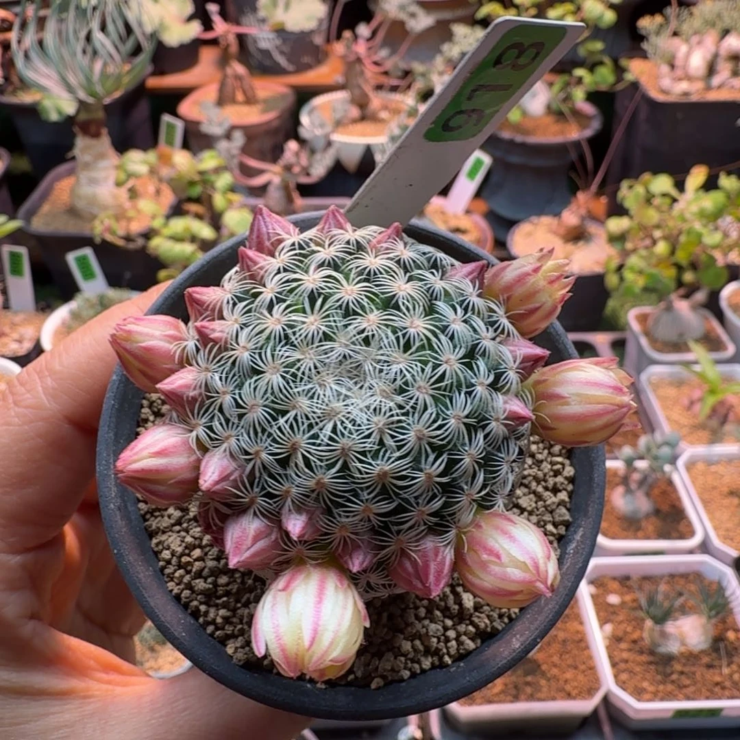 K***i白子法师918 仙人球