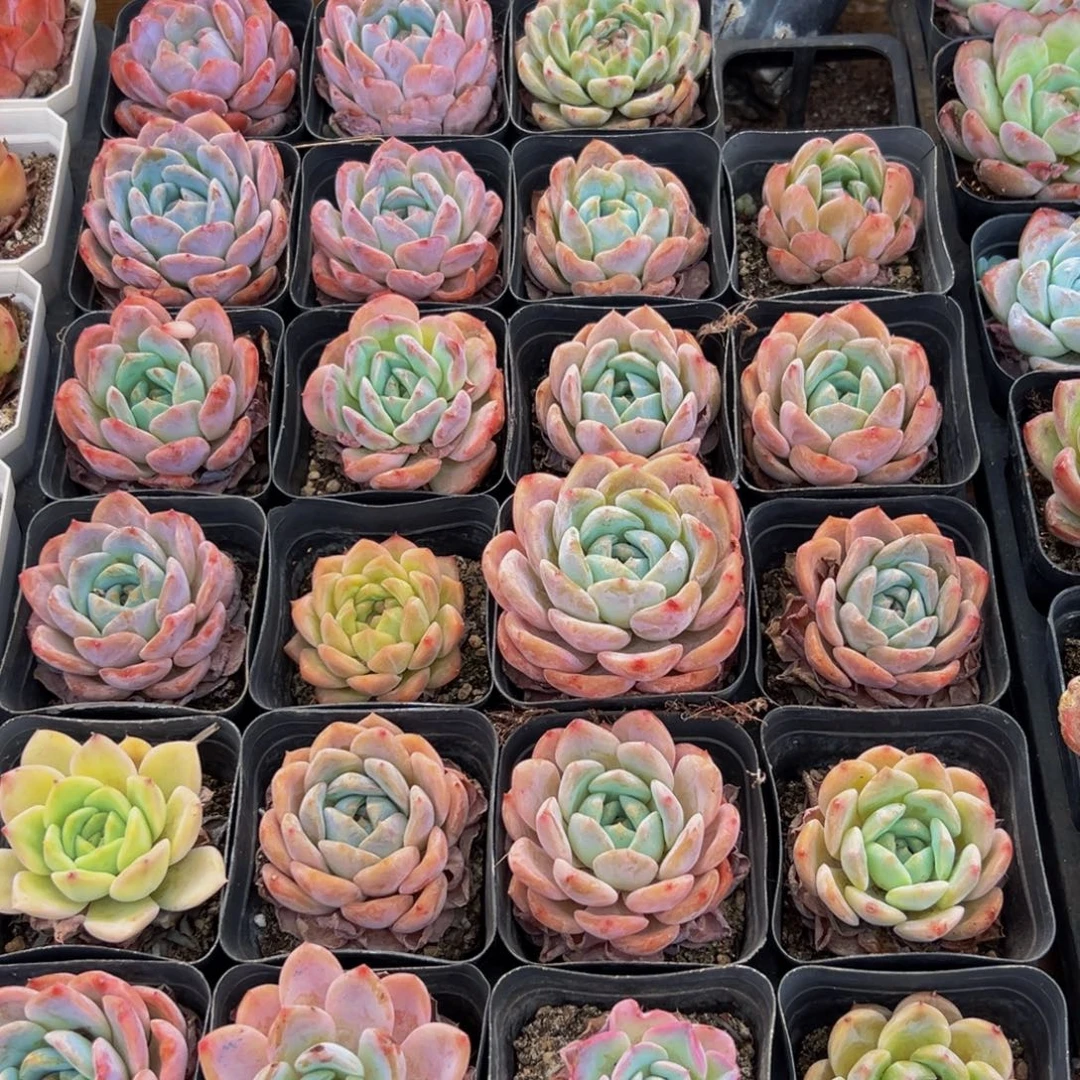 363多肉的小龙虾和一个小