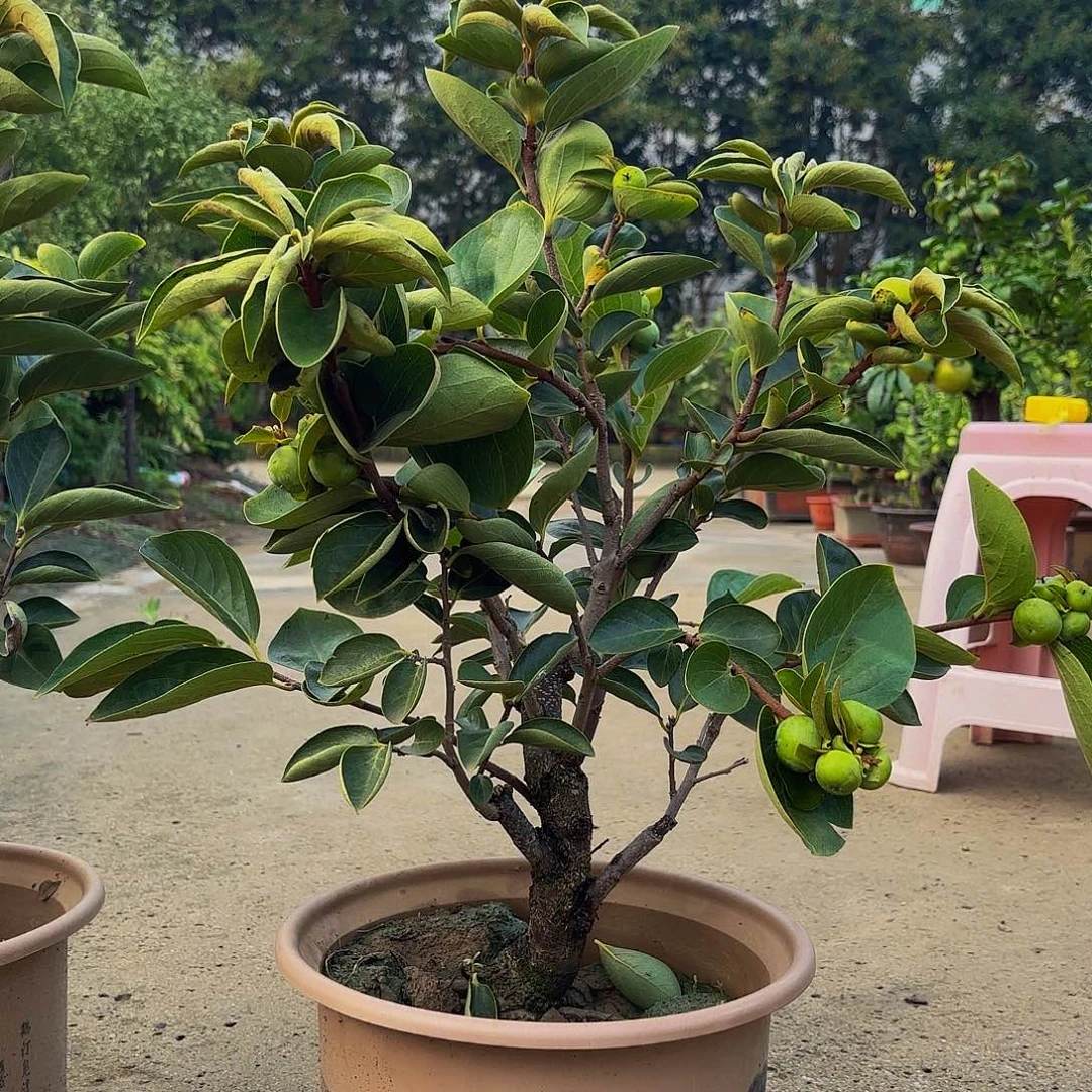 完全开放柿树盆景造型盆栽花卉