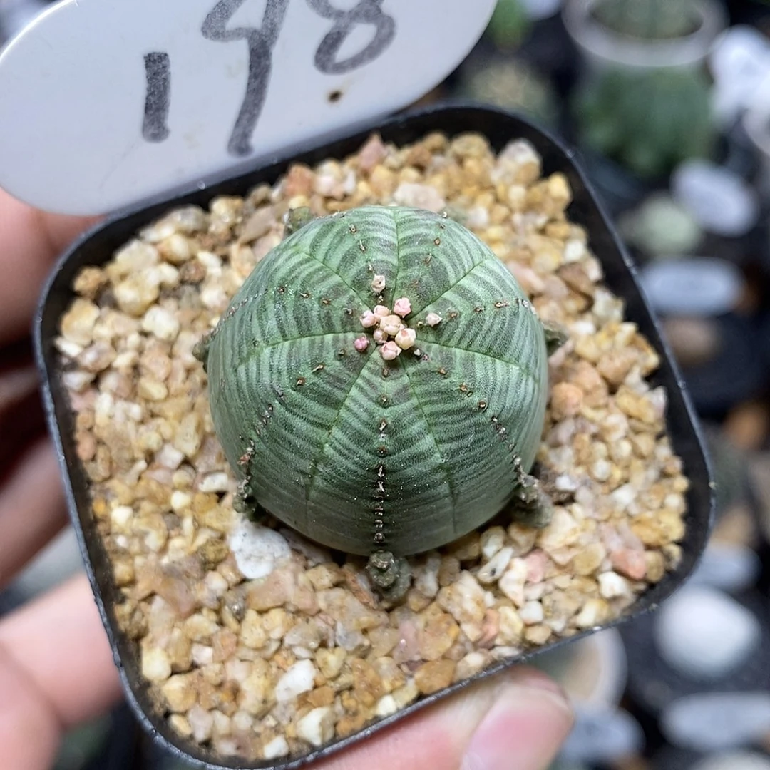 子吹布纹球198号3cm