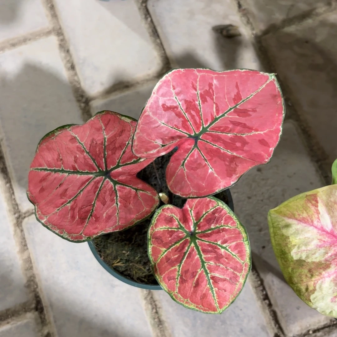 雅哈哈泰国彩叶芋87-1022