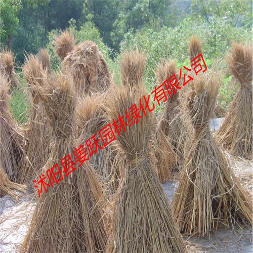 天然稻草干稻草稻草帘鸭棚草牛草发电稻草块蘑菇草草绳量大可优惠