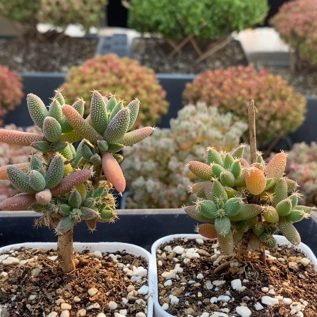 懒**者实生玉米组合6830