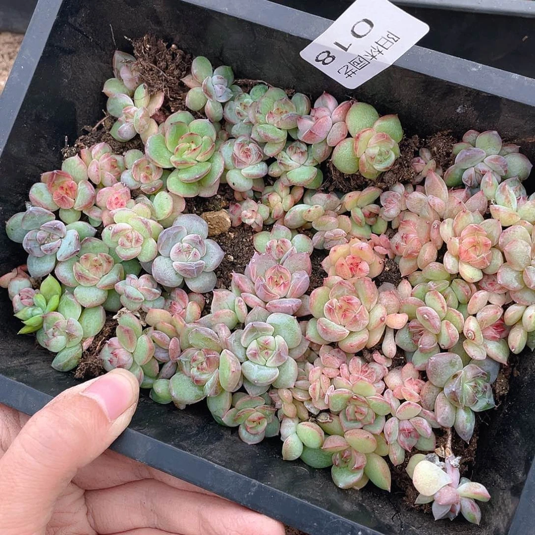 大***妮多肉植物多肉植物18