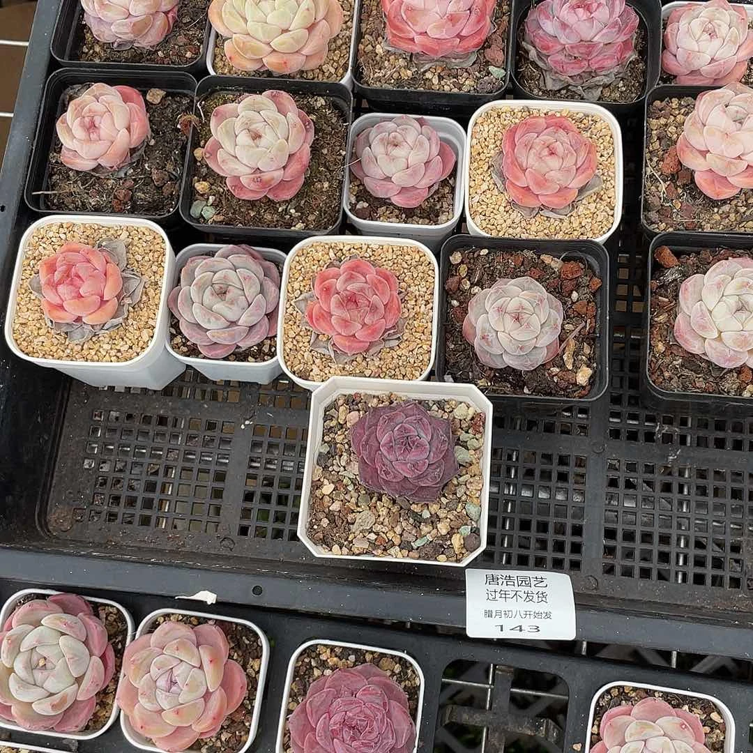 刘***糖心混一物一拍143